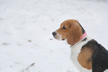 Beagle with pink collar walking on snowy day in park