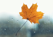 Rain Drops, Autumn Yellow Maple Leaf Stuck To Wet The Glass Window
