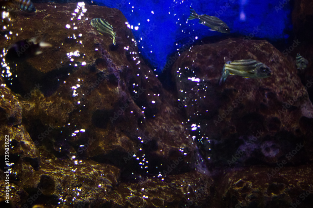 Underwater scene, tropical fish living under water Stock Photo | Adobe ...