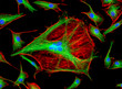 Fluorescence Microscope image of Bovine Pulmonary Artery Endothelial Cells BPAE stained for mitochondria, phalloidin, and nuclei undergoing mitosis