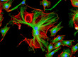 Fluorescence Microscope image of Bovine Pulmonary Artery Endothelial Cells BPAE stained for mitochondria, phalloidin, and nuclei undergoing mitosis