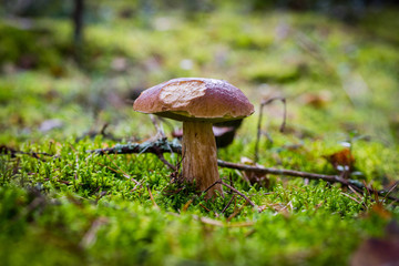 Canvas Print - inedible mushrooms in the forest