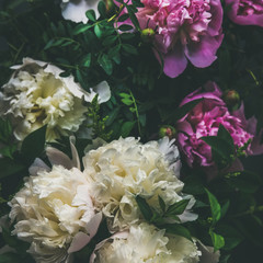 Wall Mural - Natural floral pattern, texture and background. White and pink peony flowers over dark background, top view, selective focus, square crop. Summer, Valentine's or Woman' s day greeting card