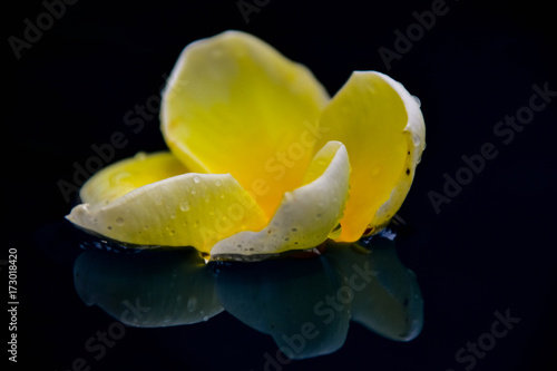 plumeria-odbijajaca-sie-w-wodzie-na-czarnym-tle