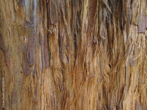 Textura De Casca Rustica De Arvore Antiga Textura Buy This Stock Photo And Explore Similar Images At Adobe Stock Adobe Stock