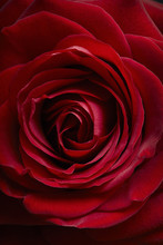 A Single Red Rose In  Close Up