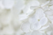 © Pixel Stories/Stocksy - White flower background
