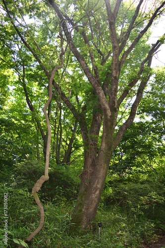 筑波実験植物園 らせん木理 Stock Photo Adobe Stock
