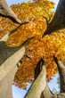 yellow leaves on a tree, vertical view of autumn tree