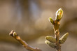 A blooming branch of a walnut tree in spring