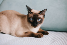 Siamese Cat Lying On A Couch