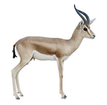 Antelope Isolated On White Background