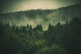 Fototapeta Las - Forest Hills Covered by Fog