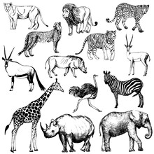 Set Of Hand Drawn Sketch Style African Animals And Tiger. Vector Illustration Isolated On White Background.