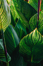 Abstract View Of Canna Lilly  Leaves
