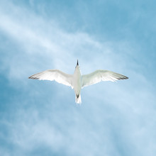 Seagull From Below