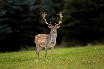 Wall Mural - fallow deer, dama dama, czech republic