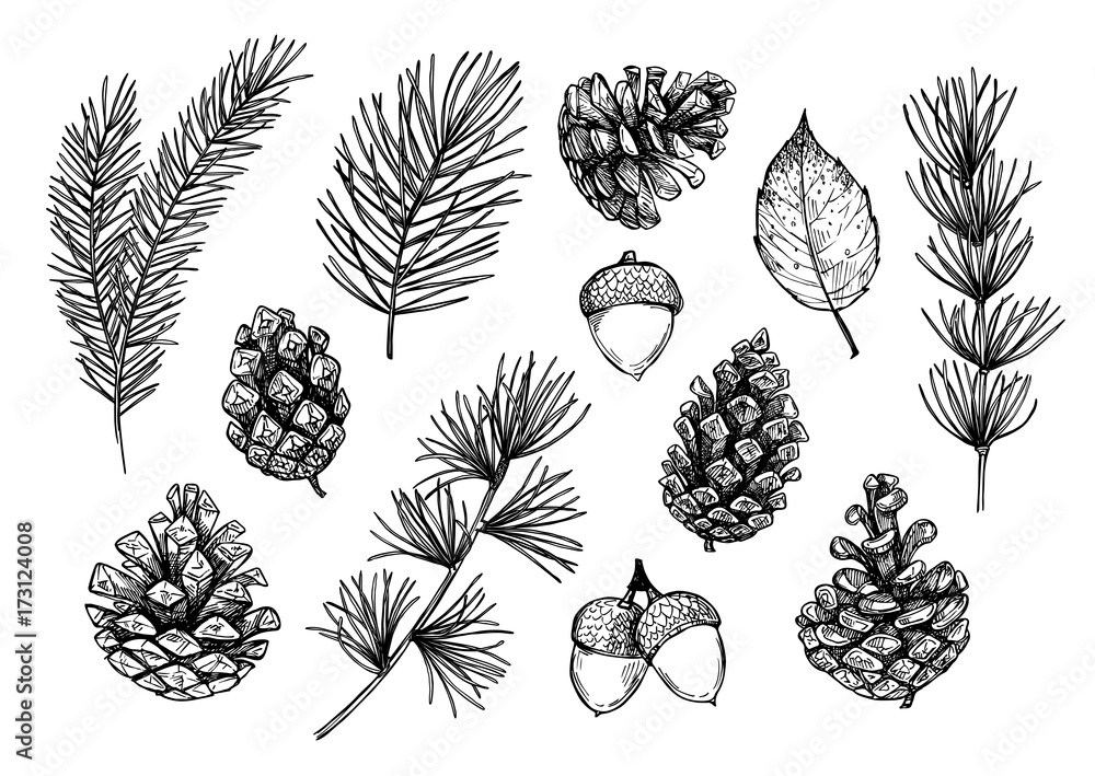 Hand drawn vector illustrations - Forest Autumn collection. Spruce branches, acorns, pine cones, fall leaves. Design elements for invitations, greeting cards, quotes, blogs, posters, prints - obrazy, fototapety, plakaty 
