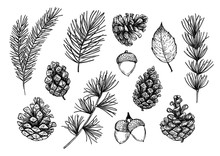 Hand Drawn Vector Illustrations - Forest Autumn Collection. Spruce Branches, Acorns, Pine Cones, Fall Leaves. Design Elements For Invitations, Greeting Cards, Quotes, Blogs, Posters, Prints