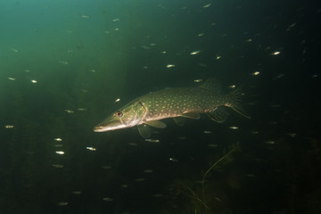 Poster - northern pike, esox lucius, czech dive