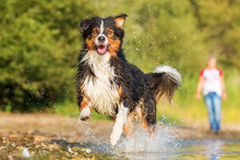 Australian Shepherd Dog Runs Through The Water