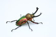 a rainbow stag beetle Phalacrognathus Muelleri