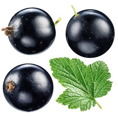 Wall Mural - Black currant on the white background.