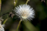 Fototapeta Dmuchawce - Detail of a blooming thistle in autumn