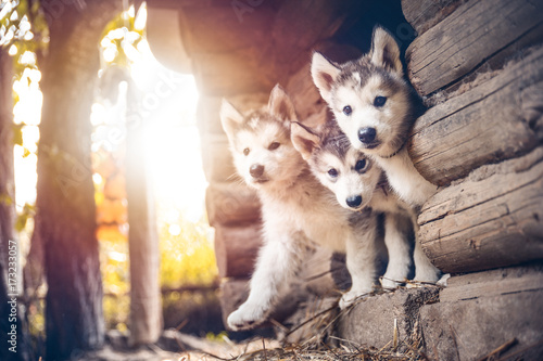 Obraz Dibond grupa cute puppy alaskan malamute biegać na trawie ogród