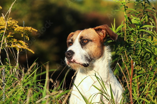 Foto Portrait of a cross breed dog between flowers