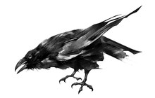 The Painted Bird Is A Raven Sitting On A White Background