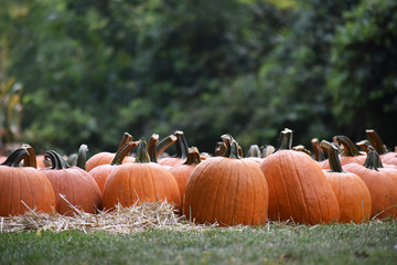pumpkins