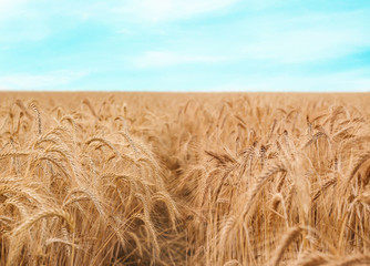 Wall Mural - Golden wheat field