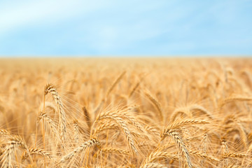 Wall Mural - Golden wheat field