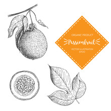 Passion Fruit Vector Illustration. Hand-drawn Design Element. A Fruit Drawn In Vintage Style