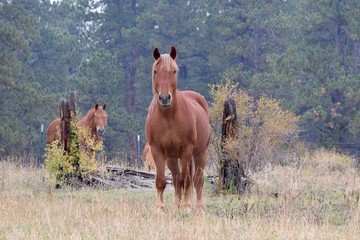 animal horse valley tree stumps trees green leafs brown two horses