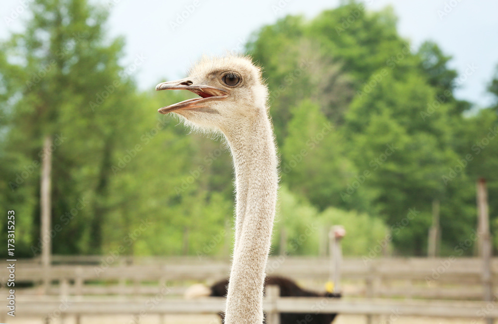 Grown ostrich in paddock on farm