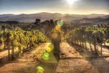 Sunrise Vineyard Landscape In Lake County, California