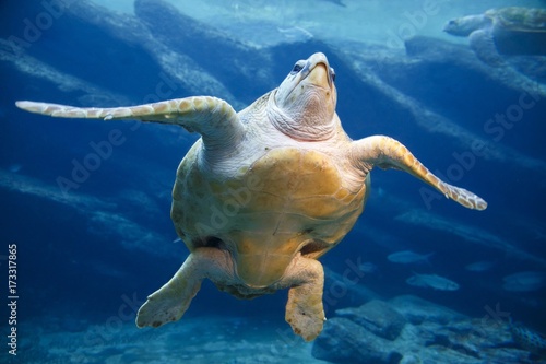Plakat Leatherback Turtle Swimming