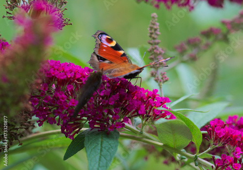 Zdjęcie XXL Motyl motyl peacock