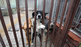 Fototapeta Psy - cztery różne psy za kratami schroniska