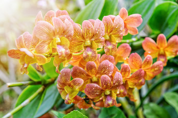 Wall Mural - Beautiful yellow and red stripes flower bouquet with sunlight of dendrobium orchids hybrids on the tree in the orchid plantation area in Thailand.