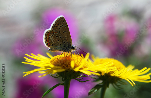 Plakat motyl na żółty kwiat