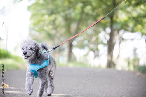 犬の散歩 女性 歩く 走る Buy This Stock Photo And Explore Similar Images At Adobe Stock Adobe Stock 犬の散歩 女性 歩く 走る Buy This Stock Photo And Explore Similar Images At Adobe Stock Adobe Stock