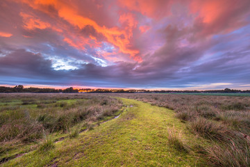 Poster - Green grassy trail leading through natural landscape