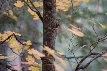 Wall Mural - Woodpecker bird in a tree during fall color change to yellow