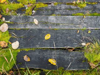 Wall Mural - old boards and grass as background