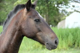 Fototapeta Konie - horse creole work in argentina province santa fe province