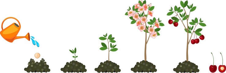 Wall Mural - Plant growing from seed to cherry tree. Plant growth stage