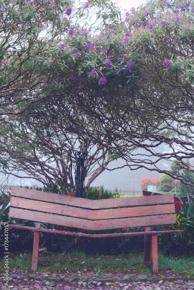 Wooden chair under purple princess flower tree (Glory flower, Tibouchina Urvilleana) in the floral garden during early morning with flowers falling down on the ground.